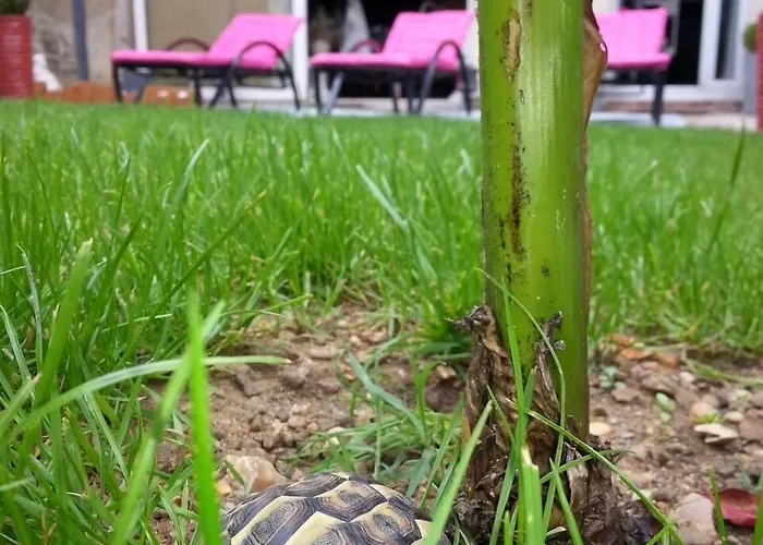 Les Lamartine-chambres D'hotes לה מאנש
